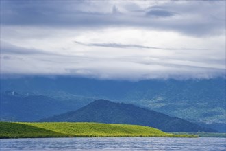 Australian rainforest, tropical, tropical in Port Douglas, Queensland, Australia, Oceania