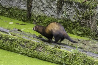 European polecat (Mustela putorius) running along old canal wall