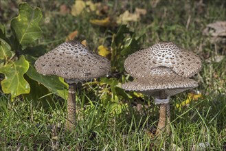 Parasol mushrooms (Macrolepiota procera) (Lepiota procera) in grassland in autumn