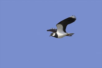 Northern lapwing (Vanellus vanellus) in flight against blue sky