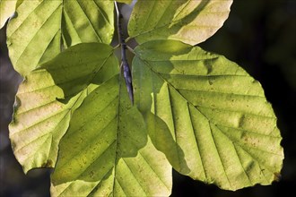 European beech (Fagus sylvatica) leaves in autumn, Belgium, Europe