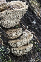 Oak mazegill, maze-gill fungus (Daedalea quercina) growing on rotten tree trunk