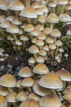 Sulphur tuft (Hypholoma fasciculare), sulfur tuft (Psilocybe fascicularis) fungus growing on