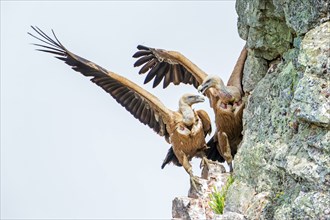 Griffon vulture (Gyps fulvus) Old world vulture, pair fighting in rock face, Monfragüe National