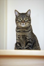 Domestic cat with Mackerel tabby pattern lying on top of stairs in house