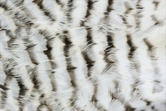 Eurasian sparrowhawk (Accipiter nisus), male, plumage detail, North Rhine-Westphalia, Germany,