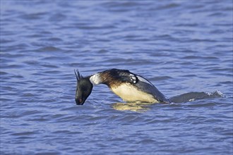 Red-breasted merganser (Mergus serrator) male swimming and diving in sea in winter