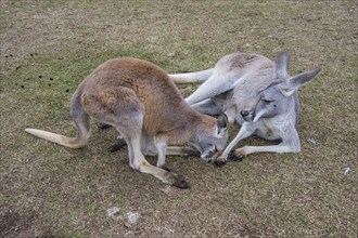 Kangaroos (macropods), Lone Pine sanctuary, Brisbane, Queensland, Australia, Oceania