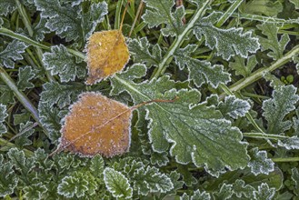 Fallen silver birch (Betula pendula) leaves on the forest floor among green leaves covered in hoar