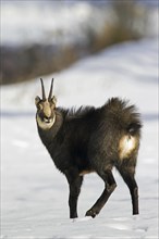 Chamois (Rupicapra rupicapra) showing white rump in the snow in winter, Gran Paradiso National