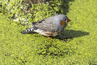 Zebra finch (Taeniopygia guttata) (Poephila guttata) male native to Australia coming for a drink