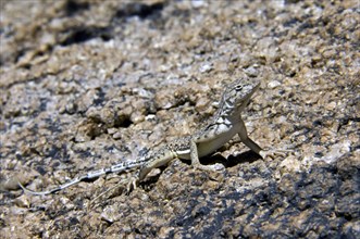 Zebra-tailed lizard (Callisaurus draconoides) basking on rock endemic to the southwestern United