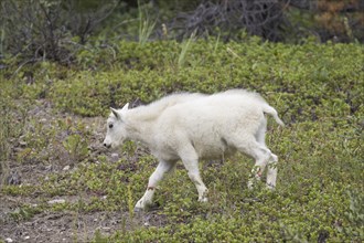 Rocky Mountain goat (Oreamnos americanus) young foraging in mountainside below tree line, Jasper