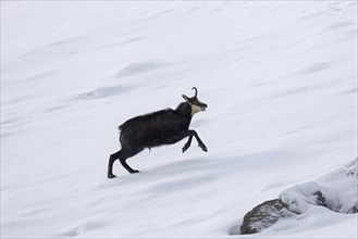 Chamois (Rupicapra rupicapra) male running through the snow and calling in winter in the European