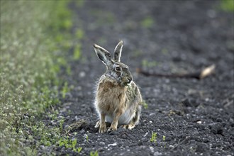 European Brown Hare (Lepus europaeus) eating in field, Germany, Europe