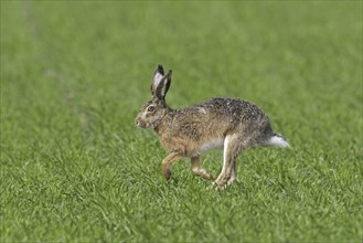 European brown hare (Lepus europaeus) running, fleeing through field, farmland in spring