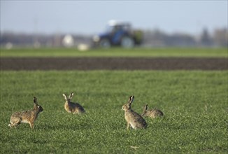 European Brown Hares (Lepus europaeus) in field during the breeding season, Germany, Europe