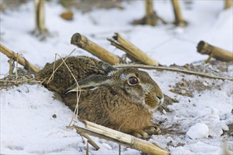 European Brown Hare (Lepus europaeus) in the snow in winter, Germany, Europe