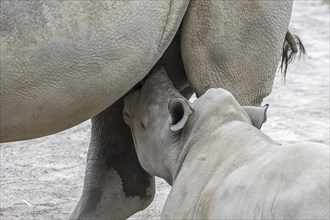 Close-up of female white rhinoceros (Ceratotherium simum), white rhino mother suckling baby calf