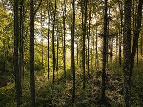 Still life of a forest with golden light shining through tall trees, Calw, Black Forest, Germany,