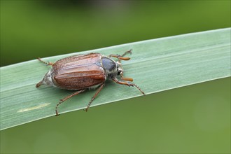 Wood cockchafer (Melolontha hippocastani), male, walking on a leaf of a broad-leaved bulrush (Typha