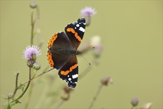 Admiral butterfly (Vanessa atalanta), butterfly sucking nectar from a thistle (Cirsium arvense)