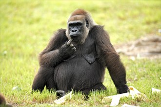 Western gorilla (Gorilla gorilla), adult, sitting, resting, relaxed, facial expression, pondering