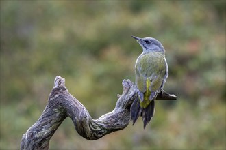 Grey-headed woodpecker (Picus canus), sitting on a branch, Oulanka National Park, Kuusamo, Lapland,