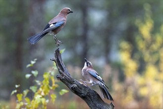 Eurasian jay (Garrulus glandarius), Oulanka National Park, Kuusamo, Lapland, Finland, Europe