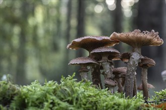 Armillaria polymyces (Armillaria ostoyae), Emsland, Lower Saxony, Germany, Europe