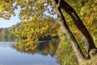 Mill pond in Obenstrohe, recreation area, Obenstrohe, Varen, district of Friesland, Lower Saxony,