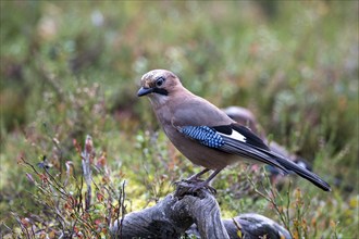 Eurasian jay (Garrulus glandarius), sitting on a branch, Oulanka National Park, Kuusamo, Lapland,