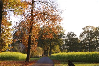 Landscape, Road, Autumn, Colours, Trees, Loneliness, North Rhine-Westphalia, Germany, A beautiful