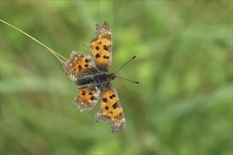 C-moth (Polygonia c-album), with open wings on a blade of grass in a meadow, Wilnsdorf, North