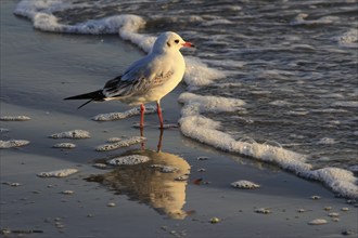 Black-headed Black-headed Gull, Usedom, September, Mecklenburg-Western Pomerania, Germany, Europe