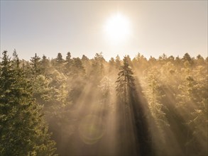 Golden morning light shines through dense treetops in the forest, Calw, Black Forest, Germany,