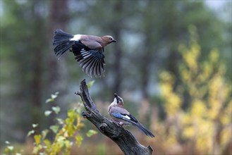 Eurasian jay (Garrulus glandarius), Oulanka National Park, Kuusamo, Lapland, Finland, Europe