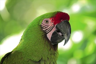 Sodate macaw (Ara militaris), portrait, tree, South America