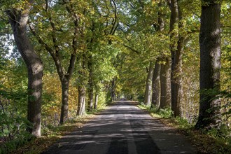 Oak avenue in autumn near Dangast, district of Friesland, Lower Saxony, Germany, Europe