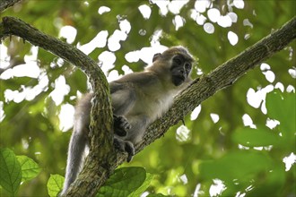 Olive mangabey (Cercocebus agilis) near the Baï-Hokou, Dzanga-Ndoki National Park, Unesco World