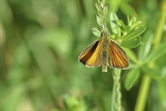 Large skipper (Ochlodes sylvanus, Augiades sylvanus), with open wings on a blade of grass in a