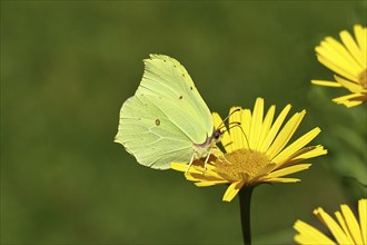 Brimstone (Gonepteryx rhamni), male sitting on a yellow flower, Wilnsdorf, North Rhine-Westphalia,