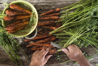 Cleaning and preparation of a bunch of freshly picked carrots