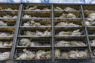 Live white turkeys in transportation truck cages, Transfer to the The slaughter process, with low