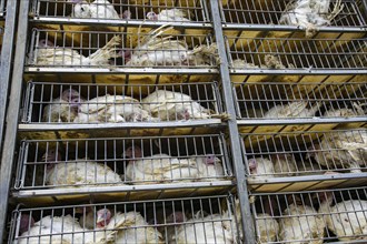 Live white turkeys in transportation truck cages, Transfer from the farm to the factory, Food