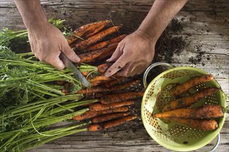 Cleaning and preparation of a bunch of freshly picked carrots