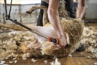 Sheep wool shearing by farmer. Shearing the wool from sheep