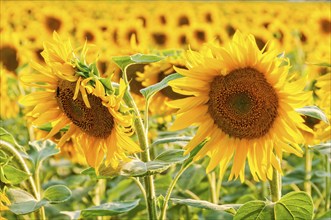 Blooming sunflowers between Bekesszentandras and Szarvas, Hungary, Europe