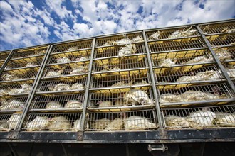 Low angle of live white turkeys in transportation truck cages, The process of transporting poultry