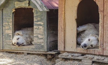 A pair of Kuvasz dogs have some rest in their kennels during the heat of the day, Szentendre,